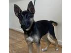Adopt Paisley a German Shepherd Dog