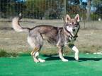 Adopt Yara a Siberian Husky