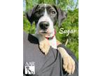 Adopt Sugar a English Pointer, Mixed Breed