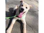 Adopt Elle a Labrador Retriever, Australian Cattle Dog / Blue Heeler