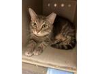 Adopt JULES a Domestic Short Hair