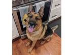 Adopt Gracie a German Shepherd Dog