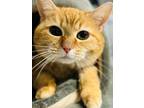 Adopt Prissy a Domestic Short Hair