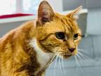 Adopt Mrs. Cat a Domestic Short Hair