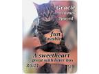 Adopt Gracie a Tabby