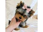 Yorkshire Terrier Puppy for sale in El Monte, CA, USA
