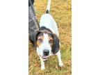 Adopt Pippa a Treeing Walker Coonhound