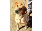 Adopt Bernadette a English Coonhound