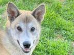 Adopt Cayenne a Husky