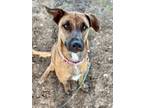 Adopt Emmy a Labrador Retriever, Plott Hound