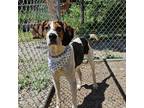 Adopt Clover a Foxhound, Coonhound