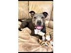 Adopt Gracie a Pit Bull Terrier