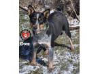 Adopt Dixie a Australian Cattle Dog / Blue Heeler