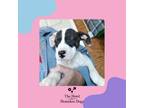 Adopt Bandit a American Staffordshire Terrier, Terrier