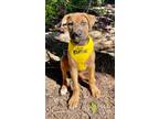 Adopt Merry a Boxer, Black Mouth Cur