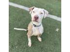 Adopt Diana a Pit Bull Terrier