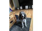 Adopt Delilah a Poodle