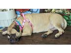 Adopt Latisha a Bullmastiff