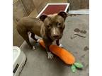 Adopt Nadia a Pit Bull Terrier