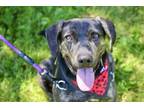 Adopt Holly a Plott Hound, Hound