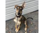 Adopt Anna a German Shepherd Dog, Husky