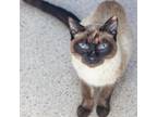 Adopt Natsu a Siamese