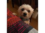 Adopt Sophie a Yorkshire Terrier