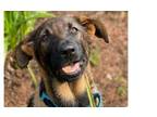 Adopt Patsy Cline a German Shepherd Dog