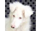 Adopt Viola a Poodle, Australian Shepherd