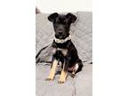 Adopt Susie May a Mixed Breed