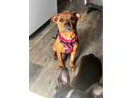 Adopt Mae a Rottweiler, Pit Bull Terrier