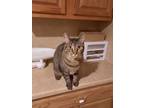 Adopt Daisy Tabby G. a Domestic Short Hair