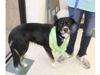 Adopt Millie a Shepherd, Collie