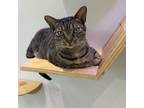 Adopt Lucy a Domestic Short Hair