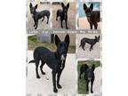 Adopt LUNA a Australian Kelpie