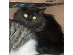 Adopt Shade a Domestic Long Hair