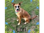 Adopt Lori a Black Mouth Cur, German Shepherd Dog
