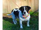 Adopt Grace a Beagle, Jack Russell Terrier