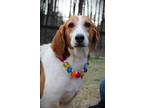 Adopt Bara a Treeing Walker Coonhound