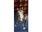 Adopt Gammie a Domestic Short Hair