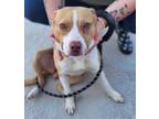 Adopt Babs a Pit Bull Terrier