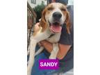 Adopt Sandy a Foxhound