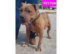 Adopt Peyton a Pit Bull Terrier