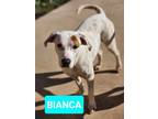 Adopt Bianca a Mixed Breed