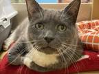 Adopt Marilyn a Domestic Short Hair