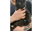 Adopt Tess a Domestic Short Hair