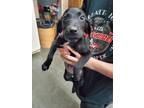 Adopt Hope a Labrador Retriever, Coonhound