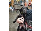 Adopt Love a Labrador Retriever, Coonhound