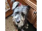 Adopt Daisy a Aussiedoodle