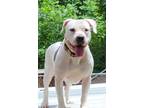 Adopt RAVEN a Boxer, Pit Bull Terrier